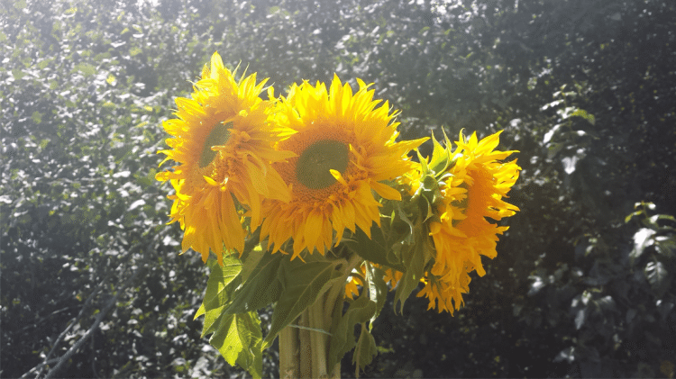 Triple Wren Farm's Flowers