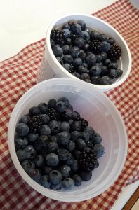 Bellingham WA Farmers Market: Fresh Blueberries and Blackberries